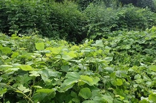 danotame 40.jpg